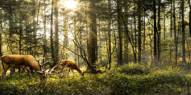 Jeleń i sarna w lesie